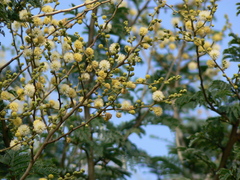 Vachellia leucophloea