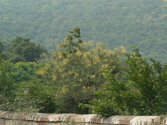 Vachellia leucophloea