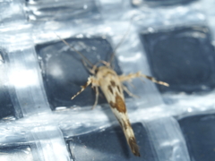 Stathmopoda melanochra
