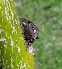 Centrotus