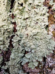 Flavoparmelia soredians