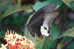 Papilio iswara