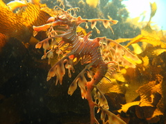 Phycodurus eques