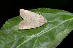 Charanyca trigrammica