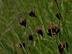 Juncus jacquinii