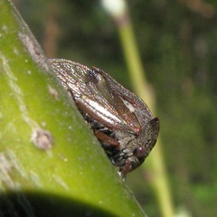 Centrotus