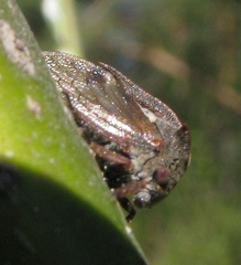 Centrotus