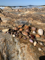 Staphylaea staphylaea