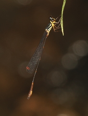 Drepanosticta actaeon
