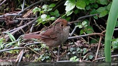 Schoeniparus brunneus