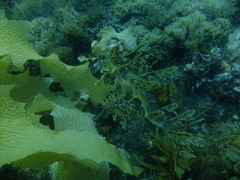 Phycodurus eques
