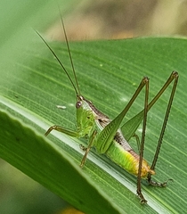 Conocephalus iris
