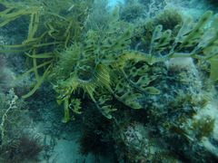 Phycodurus eques