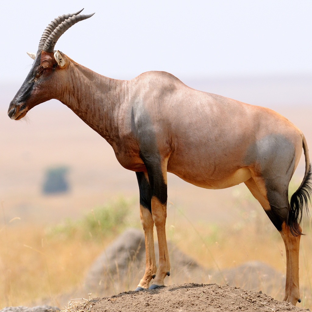 Damaliscus lunatus jimela, Mara, Kenya, by simben