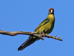 Platycercus caledonicus