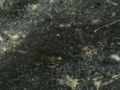 Coelopidae