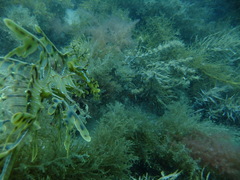 Phycodurus eques