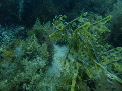 Phycodurus eques