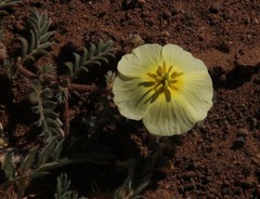 Tribulus zeyheri