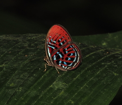 Paralaxita
