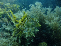 Phycodurus eques