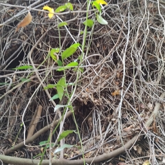 Passiflora tetrandra