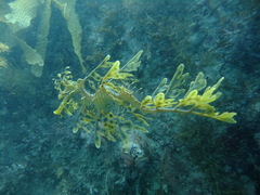 Phycodurus eques