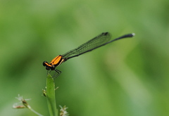 Prodasineura dorsalis