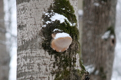 Phellinus alni
