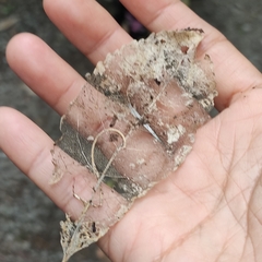 Melicytus ramiflorus