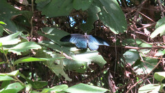 Papilio memnon