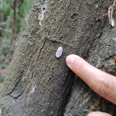 Coelostomidia