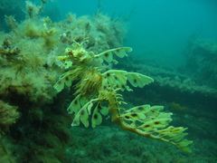 Phycodurus eques