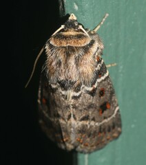 Proteuxoa sanguinipuncta