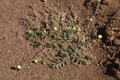 Tribulus zeyheri