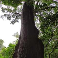 Sophora microphylla