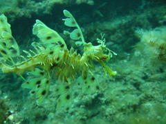 Phycodurus eques