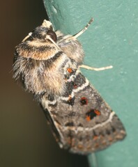 Proteuxoa sanguinipuncta