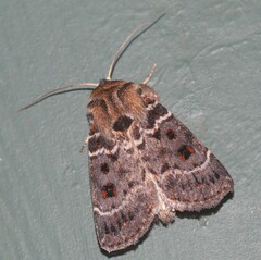 Proteuxoa sanguinipuncta