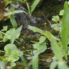 Anax panybeus