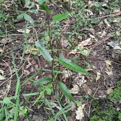 Parsonsia capsularis