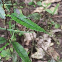 Parsonsia capsularis
