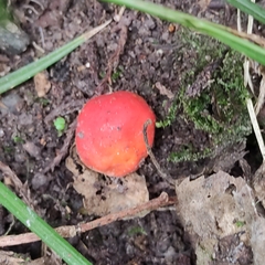 Parsonsia capsularis