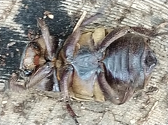 Scarabaeoidea