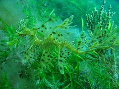 Phycodurus eques