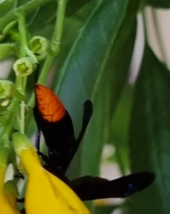 Synagris