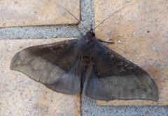 Ischyja manlia