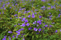 Achetaria azurea