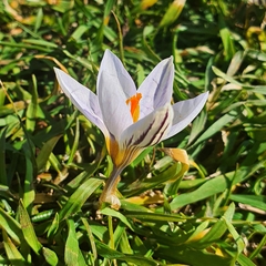 Crocus biflorus