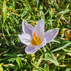 Crocus biflorus